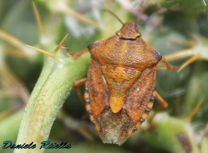 Pentatomidae: Carpocoris purpureipennis del Molise (IS)